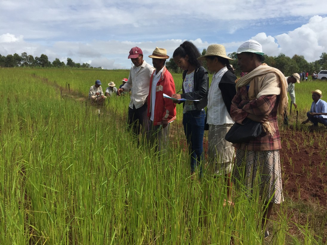 Evaluation participative de l'usage d'amendements organiques sur le riz pluvial, projet SECuRE en région Itasy © S. AUDOUIN, Cirad